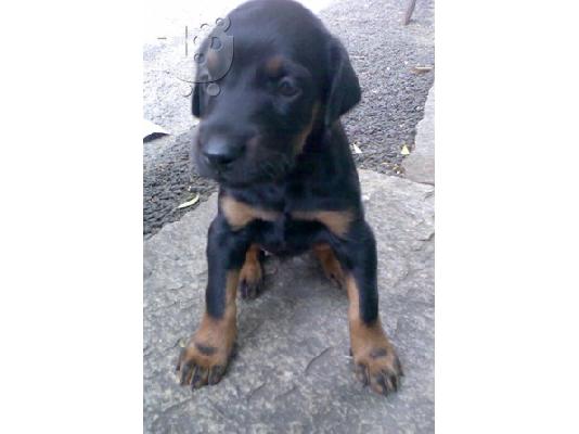 PoulaTo: Doberman  pinscher κουτάβι